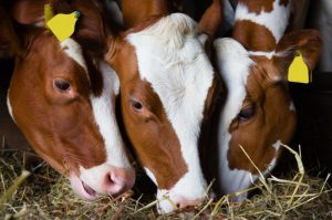 Rantsoenoptimalisatie, Onafhankelijk veevoedings- en bemestingsadvies. Veevoedingsadviesbureau Nijhof. Kringlooplandbouw, Kruidenrijk grasland